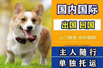宁波宠物托运公司宁波宠物托运公司宁波宠物托运公司