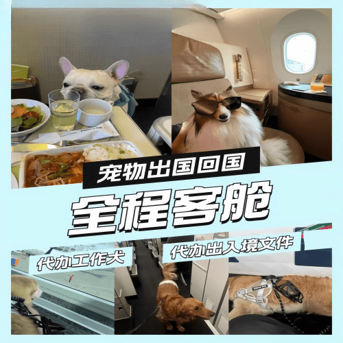 宁波宠物托运到白俄罗斯宠物入境规定和要求