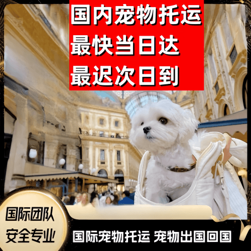 宁波到澳大利亚（澳洲）宠物入境规定和要求